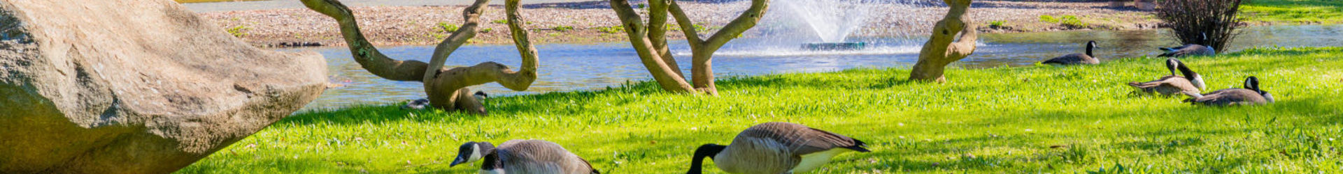 Rancho Cordova Banner